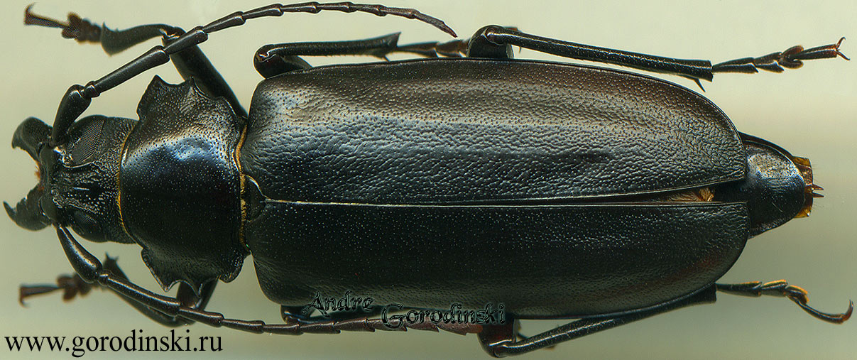 http://www.gorodinski.ru/cerambyx/Prionus indicus f.jpg